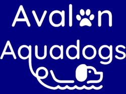 Avalon Aquadogs Swim Team (004-Summer)